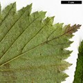 SpeciesSub: var. japonica